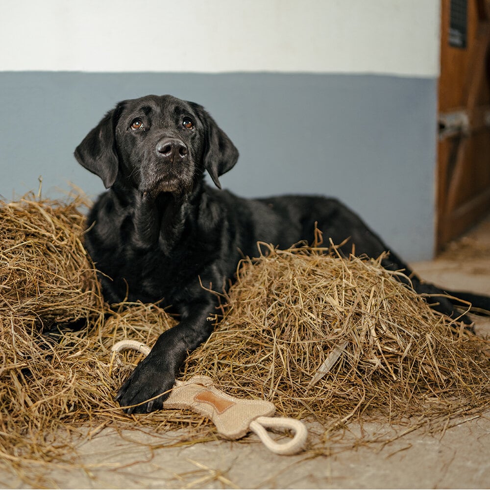 Hundleksak "Ben" i jute