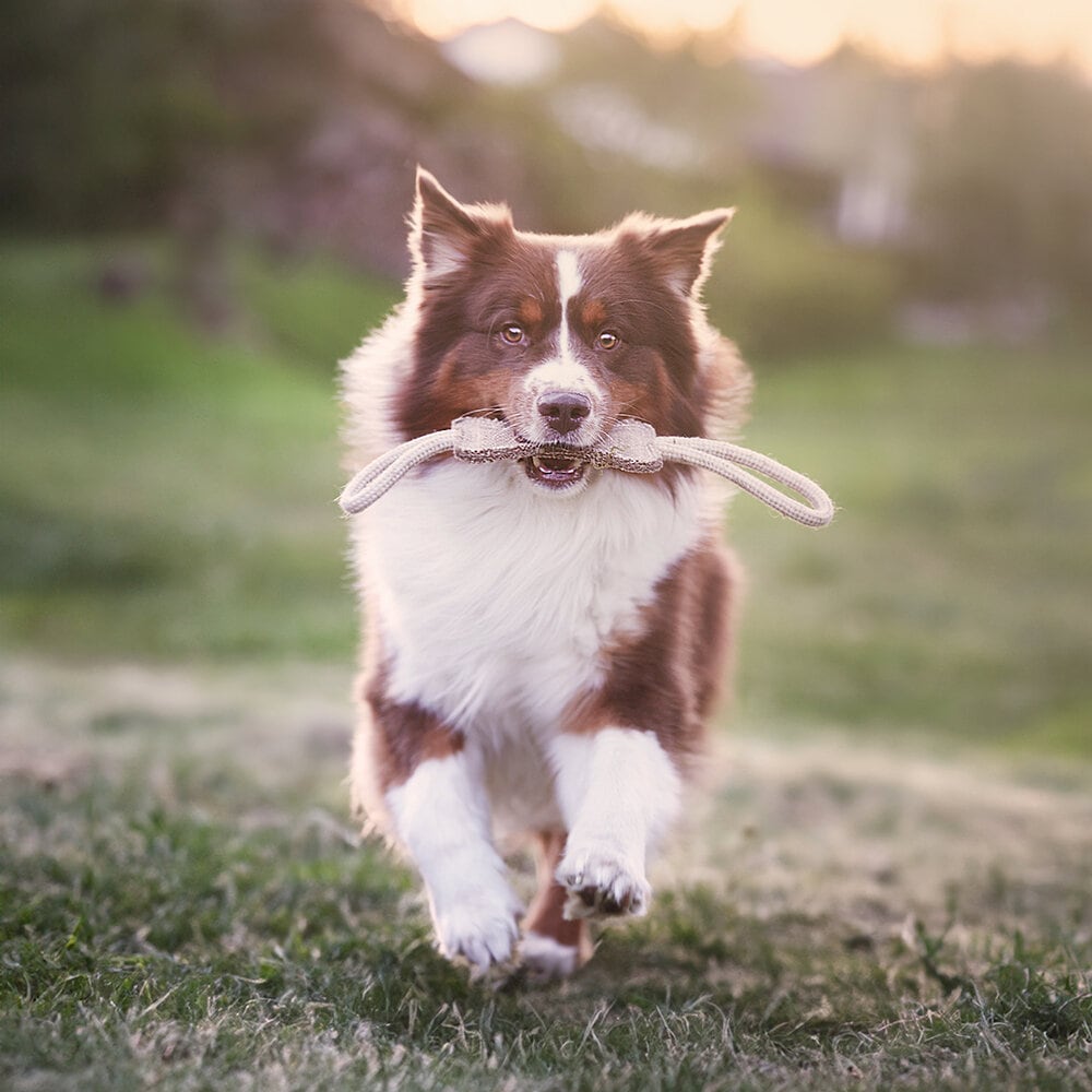 Hundleksak "Ben" i jute
