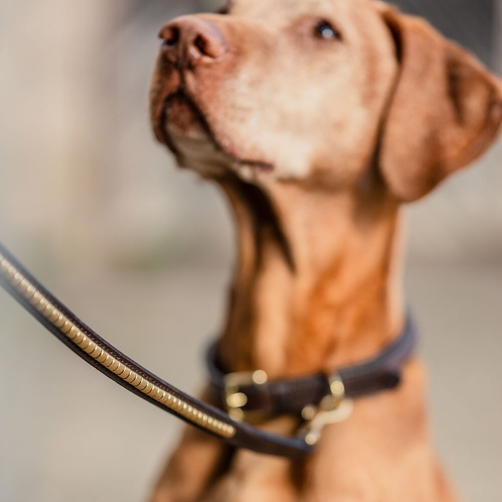 Hundkoppel Clincher Läder Brun