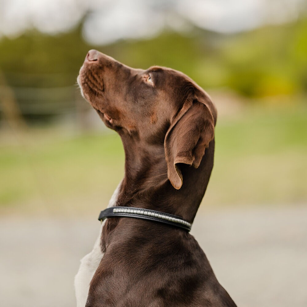 Svart Hundhalsband Clincher
