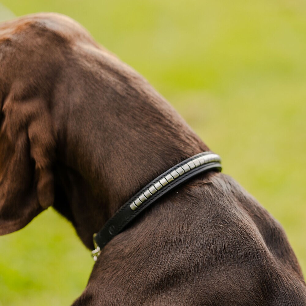 Svart Hundhalsband Clincher