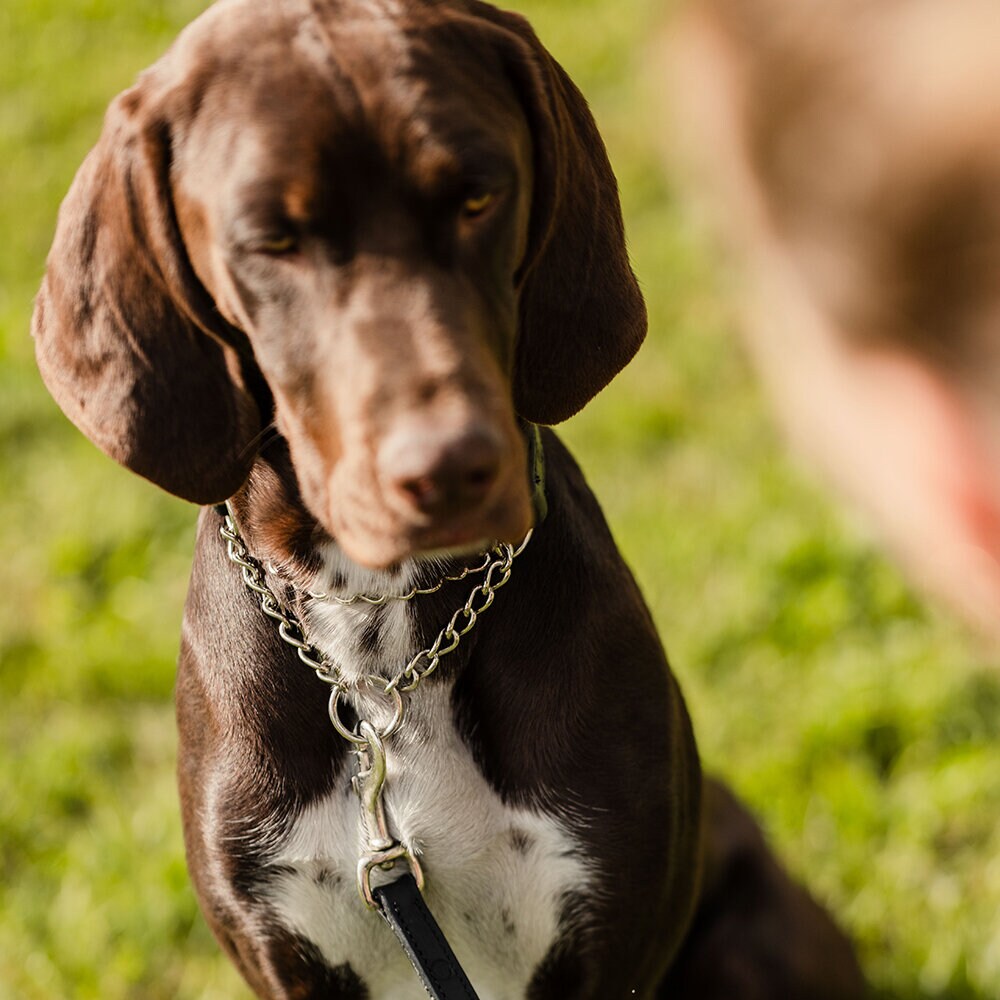 Svart Hundhalsband Clincher