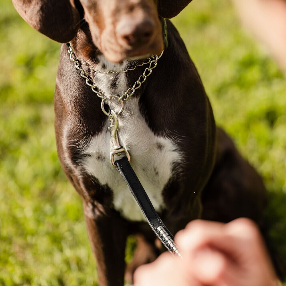 Svart Hundhalsband Clincher