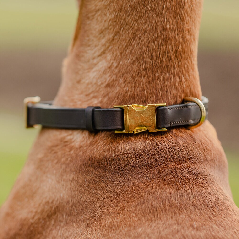 Brunt Hundhalsband Quick