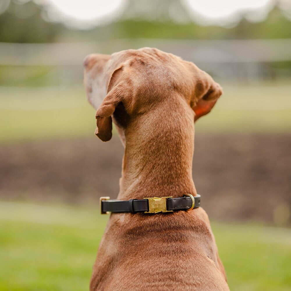 Brunt Hundhalsband Quick