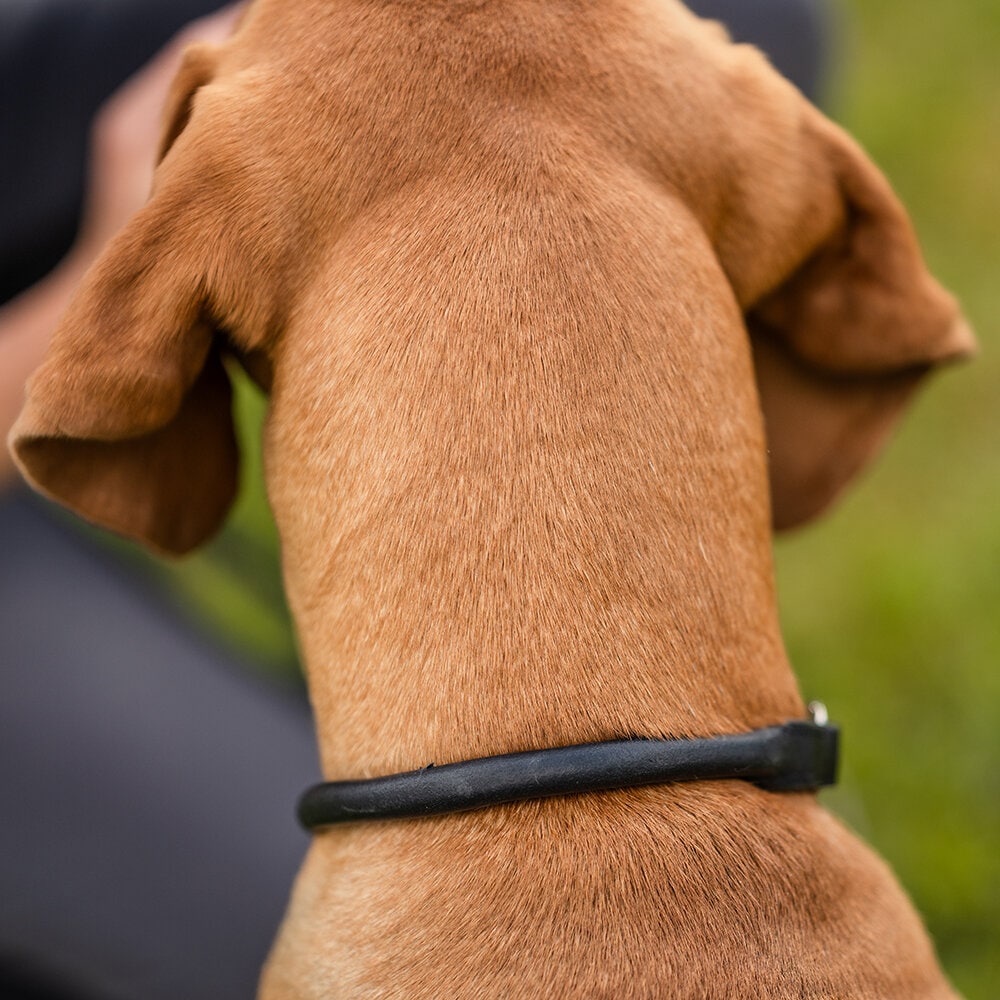 Svart Hundhalsband Halvstryp