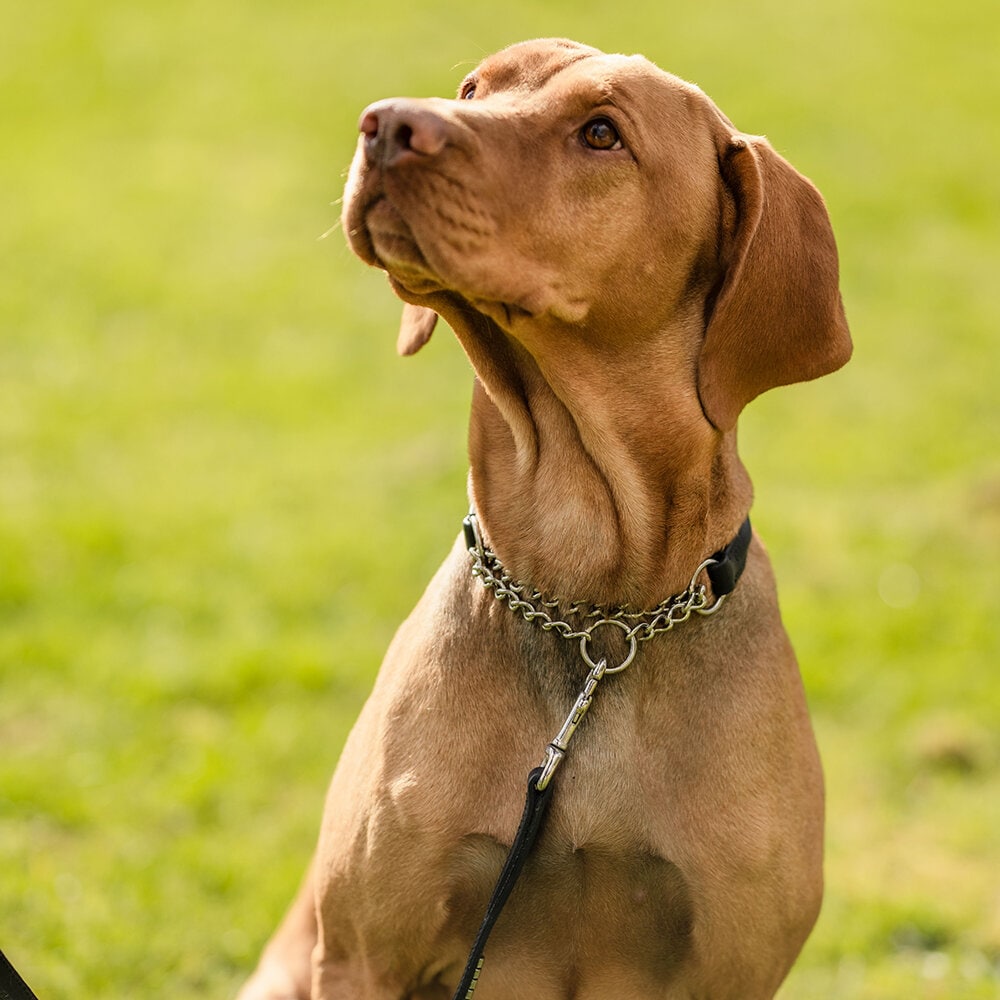 Svart Hundhalsband Halvstryp